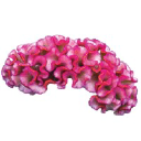 Celosia Therapeutics | Company Type (Public/Private)