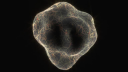 OmnigeniQ | Research Logo